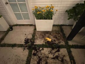 Chloe Bennet Instagram - night gardening (and whatever the fuck else i’m doing here) is my new favorite hobby >>> swipe for video proof of why i’m single 🌻