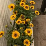 Chloe Bennet Instagram - night gardening (and whatever the fuck else i’m doing here) is my new favorite hobby >>> swipe for video proof of why i’m single 🌻