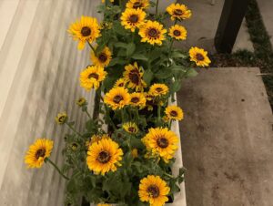 Chloe Bennet Instagram - night gardening (and whatever the fuck else i’m doing here) is my new favorite hobby >>> swipe for video proof of why i’m single 🌻
