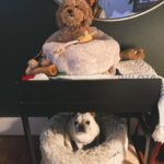 Chloe Bennet Instagram - Throughout the day Arthur collects his toys, and hides them from wally on his top bunk. Then he sleeps with his paws touching them all night. Wally has yet to notice. Or care.