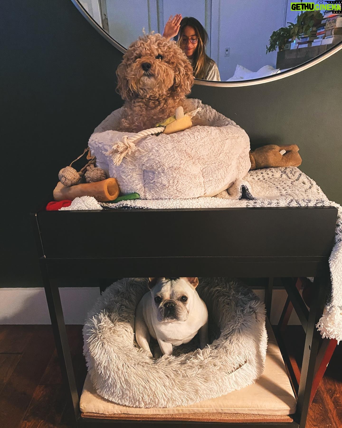 Chloe Bennet Instagram - Throughout the day Arthur collects his toys, and hides them from wally on his top bunk. Then he sleeps with his paws touching them all night. Wally has yet to notice. Or care.