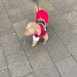 Chloe Bennet Instagram – santa paws