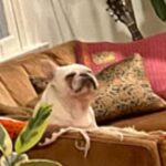 Chloe Bennet Instagram – 🐷 1991 eastern conference champs 🐷