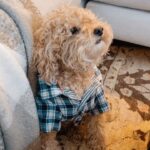 Chloe Bennet Instagram - Happy #nationaldogday to the only consistent men in my life. It might be a one sided forced relationship, that ultimately you don’t want... but I love you both. And most importantly I love all of our quality time together. Like doing nails and dressing you like writers.