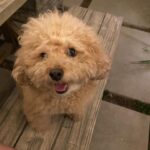 Chloe Bennet Instagram - Happy #nationaldogday to the only consistent men in my life. It might be a one sided forced relationship, that ultimately you don’t want... but I love you both. And most importantly I love all of our quality time together. Like doing nails and dressing you like writers.