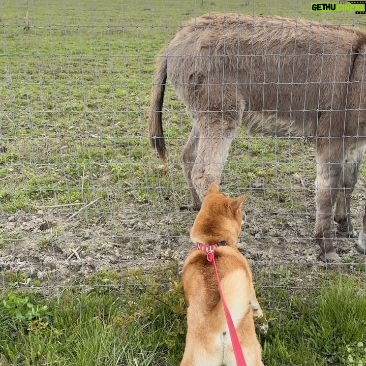 Chloe Fineman Instagram - @wildflowerauberge we came, we relaxed, we met donkeys, and one of us took shit in the woods