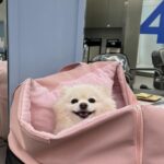 Choi Yeon-cheong Instagram - ☂️🚘💆🏻‍♀️🐶🫧🍣🤕