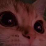 Choi Yeon-cheong Instagram - 🎉🐱🐶✨🍭🍬🌸💖💝🪷🎀🍊🧡