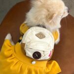 Choi Yeon-cheong Instagram - 🐶 7살인데 원숭이 시기 온..아이 단 둘이 데이트🫶🏻