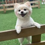 Choi Yeon-cheong Instagram - 아프지마 .. 울아가🐶