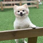 Choi Yeon-cheong Instagram - 아프지마 .. 울아가🐶
