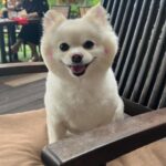 Choi Yeon-cheong Instagram - 아프지마 .. 울아가🐶