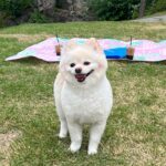 Choi Yeon-cheong Instagram - 아프지마 .. 울아가🐶