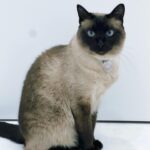 Choi Yeon-cheong Instagram - 🐈‍⬛🖤