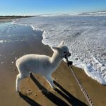 Chris Burkard Instagram - When my two baby Alpacas, Falkor & Loa, hit 1 year I wanted to do something special and take them to a place that would blow their minds. As always these gentle creatures were timid but intrigued at first when I took them to the beach, sniffing everything and unsure about the sand and the water. But soon there love for cold water on a hot day took over and they just plopped down in the sand. It was nearly impossible to get them back up and into the car 😅. Really miss these two. One of the most challenging decisions of moving across the world was giving them up to someone who could properly take care of them.