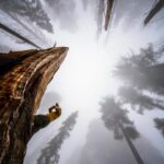 Chris Burkard Instagram - Assistants are often the least appreciated part of the job. On this last assignment for @natgeo books we photographed 3 National Parks and logged countless miles over the course of a week. With heavy camera gear we tried to bring to life a slightly different take on some commonly photographed places. @jeffreybrundage & @mitchellquiring brought to the table such a strong work ethic on this trip often going out alone at night to set up a time lapse for hours or hike into the desert before sunrise for a shot a top a sand dune while I was setting out for my own angle. Beyond just great camera skills, having someone with you that has years of Search & Rescue training is a perk when you are working on a job in the remote backcountry and often “trail” less backcountry. This trip was one I’ll never forget. Thanks fellas * this angle was shot near ground level with a fisheye lens to bring to life the distorted perspective of trees encroaching upon the entire frame.