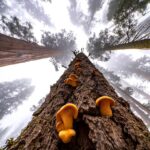Chris Burkard Instagram - There’s an unmistakable magic at the foot of these Giant Sequoias… that comes with 3000 years of age, wisdom with such a large amount of life lived. It makes our lifespan seem like a blip in comparison and I often wonder about all that’s happened underneath their branches. This time it happened to be an assignment for @natgeo capturing these beautiful trees in Sequoia & Kings Canyon National Park. We’re fortunate to have these intentional places to preserve the older parts of the world that are sometimes forgotten but encourage a healthy state of wonder & calm