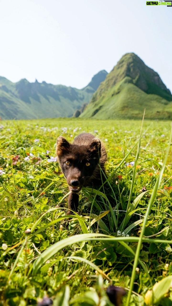 Chris Burkard Instagram - 2019, Kuril Islands, Ushishir Despite exploring some of the most spectacular (and arguably some of the hardest to access) islands, hiking up sweeping Calderas, witnessing the tail end of a volcanic eruption & a pod of orcas, one of the most memorable moments of the expedition was this encounter with a fearless little arctic fox who came over to our camp & spent about an hour sniffing our bags and walking around us… maybe not his first human encounter but certainly he didn’t seem threatened. He seemed genuinely unbothered by our presence and we were happy to let him wander around so long as he didn’t eat any of our food. I was struck by his curiosity and willingness to walk right next to us… a reminder that it’s sometimes worth taking an hour or two in a place to pause and allow nature to resume around you. The small details are often as beautiful as the large ones… you just have to take a moment to notice them.