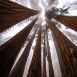 Chris Burkard Instagram - There’s an unmistakable magic at the foot of these Giant Sequoias… that comes with 3000 years of age, wisdom with such a large amount of life lived. It makes our lifespan seem like a blip in comparison and I often wonder about all that’s happened underneath their branches. This time it happened to be an assignment for @natgeo capturing these beautiful trees in Sequoia & Kings Canyon National Park. We’re fortunate to have these intentional places to preserve the older parts of the world that are sometimes forgotten but encourage a healthy state of wonder & calm