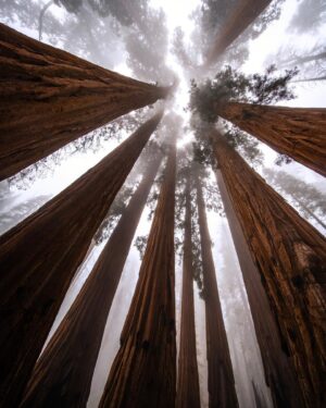 Chris Burkard Instagram - There’s an unmistakable magic at the foot of these Giant Sequoias… that comes with 3000 years of age, wisdom with such a large amount of life lived. It makes our lifespan seem like a blip in comparison and I often wonder about all that’s happened underneath their branches. This time it happened to be an assignment for @natgeo capturing these beautiful trees in Sequoia & Kings Canyon National Park. We’re fortunate to have these intentional places to preserve the older parts of the world that are sometimes forgotten but encourage a healthy state of wonder & calm