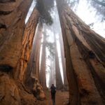 Chris Burkard Instagram - There’s an unmistakable magic at the foot of these Giant Sequoias… that comes with 3000 years of age, wisdom with such a large amount of life lived. It makes our lifespan seem like a blip in comparison and I often wonder about all that’s happened underneath their branches. This time it happened to be an assignment for @natgeo capturing these beautiful trees in Sequoia & Kings Canyon National Park. We’re fortunate to have these intentional places to preserve the older parts of the world that are sometimes forgotten but encourage a healthy state of wonder & calm