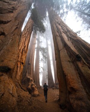Chris Burkard Instagram - There’s an unmistakable magic at the foot of these Giant Sequoias… that comes with 3000 years of age, wisdom with such a large amount of life lived. It makes our lifespan seem like a blip in comparison and I often wonder about all that’s happened underneath their branches. This time it happened to be an assignment for @natgeo capturing these beautiful trees in Sequoia & Kings Canyon National Park. We’re fortunate to have these intentional places to preserve the older parts of the world that are sometimes forgotten but encourage a healthy state of wonder & calm
