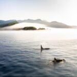 Chris Burkard Instagram – I’m not a wildlife photographer – I leave that to my good friends @paulnicklen & @mitty who’ve spent many years & countless hours perfecting the craft… but occasionally, if I’m lucky, an animal gets in the way of my camera. 
To me, whales cresting the ocean’s surface remains as one of the more special human experiences. The two orcas shown above swam just off the shores of the Kurils – a chain of islands located between Russia and Japan. Besides the sound of disturbed seagulls and the creaking of our boat, all outside distractions and sense of time seemed to fade away as I witnessed these beautiful creatures breach… fortunately having the presence of mind to haphazardly hold up my camera and try to capture one of the purest wildlife moments I can remember. During this expedition in 2019 with @renan_ozturk & @taylorfreesolo – we shared a piece of what we found in an environmental documentary called “From the Kurils with Love” which you can find on YouTube