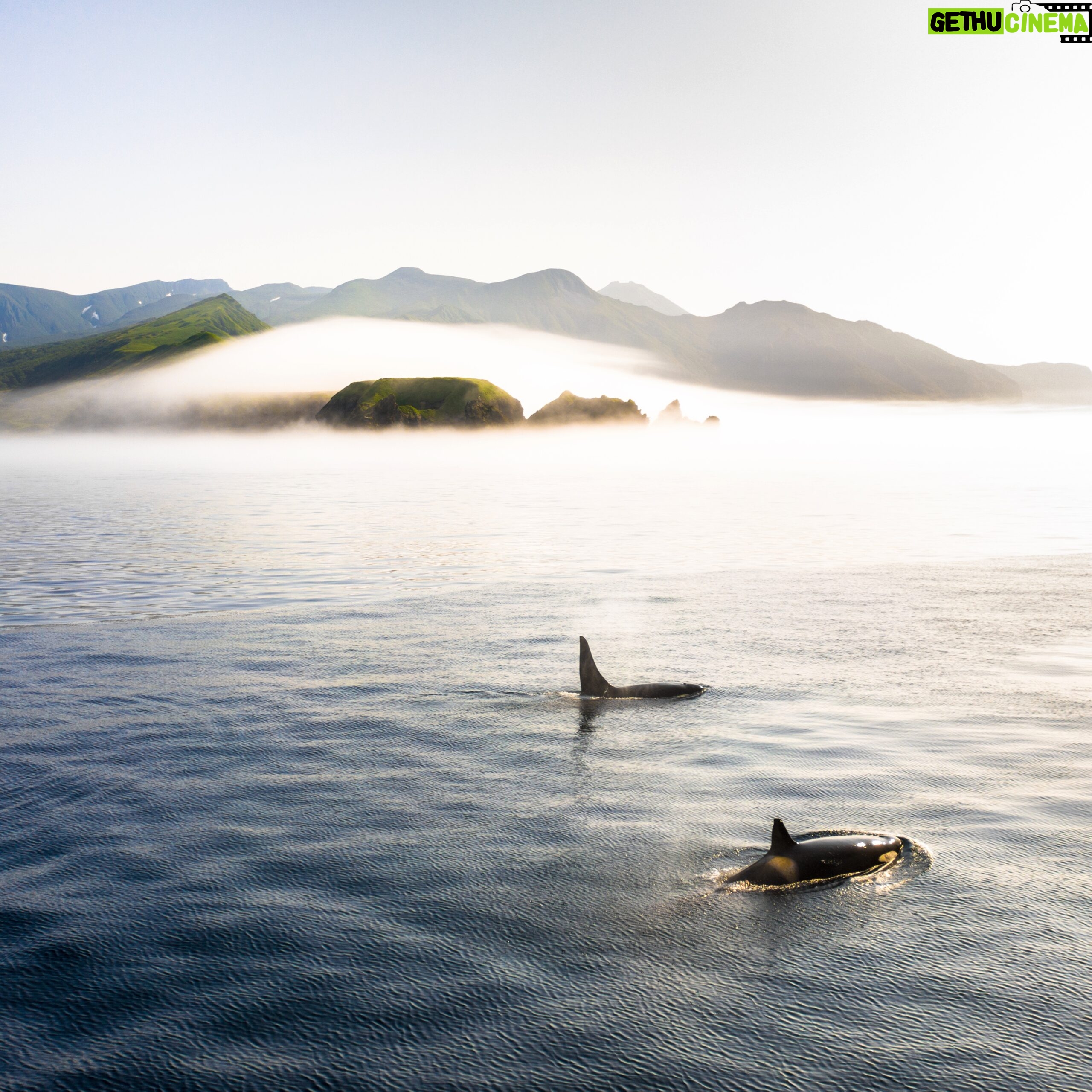 Chris Burkard Instagram - I’m not a wildlife photographer - I leave that to my good friends @paulnicklen & @mitty who’ve spent many years & countless hours perfecting the craft… but occasionally, if I’m lucky, an animal gets in the way of my camera. To me, whales cresting the ocean’s surface remains as one of the more special human experiences. The two orcas shown above swam just off the shores of the Kurils - a chain of islands located between Russia and Japan. Besides the sound of disturbed seagulls and the creaking of our boat, all outside distractions and sense of time seemed to fade away as I witnessed these beautiful creatures breach… fortunately having the presence of mind to haphazardly hold up my camera and try to capture one of the purest wildlife moments I can remember. During this expedition in 2019 with @renan_ozturk & @taylorfreesolo - we shared a piece of what we found in an environmental documentary called “From the Kurils with Love” which you can find on YouTube