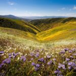 Chris Burkard Instagram - California’s Carrizo Plains & Cuyama Valley provide little access even with a good 4x4 vehicle for those hoping to photograph the surrounding ridges… while planning this particular assignment, we felt that flying in an Lightweight Aerial Trike and a Cessna seemed the best way to capture the dramatic effects of the super bloom in a way that gave genuine context to the landscape… something I value when putting together a body of work. Throughout my career, @natgeo has always been an incredible example of showcasing the earth and the important stories that it has to share… so this assignment to document California’s super bloom following significant winter rainfall in 2023 felt a little extra special being so close to my home.