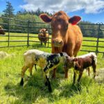 Chris Pratt Instagram – Meanwhile, at #StillwaterRanch our gorgeous Marge surprised us with not one but two babies!!! Twins happen about one in a hundred times. Very special!