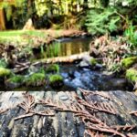 Chris Wood Instagram - Bridge