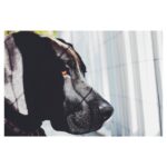 Chris Wood Instagram - 🐶