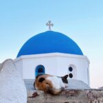Chrissie Chau Instagram - 🩵🐱 #santorini #mykonos #greece #island #islandlife #vacation #sunday #sunnyplace #throwback #latergram #catlover