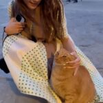 Chrissie Chau Instagram - 海島我碰上的貓🐈 😼條裙好好玩 #mykonos #mykonosgreece #island #greece #貓島 #處處是貓 #處處有驚喜 #貓星人 #好肥呀你