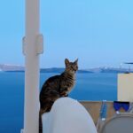 Chrissie Chau Instagram - 🩵🐱 #santorini #mykonos #greece #island #islandlife #vacation #sunday #sunnyplace #throwback #latergram #catlover