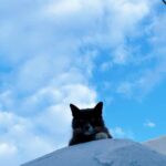 Chrissie Chau Instagram - 🩵🐱 #santorini #mykonos #greece #island #islandlife #vacation #sunday #sunnyplace #throwback #latergram #catlover