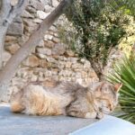 Chrissie Chau Instagram - 🩵🐱 #santorini #mykonos #greece #island #islandlife #vacation #sunday #sunnyplace #throwback #latergram #catlover