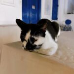 Chrissie Chau Instagram - 🩵🐱 #santorini #mykonos #greece #island #islandlife #vacation #sunday #sunnyplace #throwback #latergram #catlover
