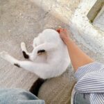 Chrissie Chau Instagram - 🩵🐱 #santorini #mykonos #greece #island #islandlife #vacation #sunday #sunnyplace #throwback #latergram #catlover