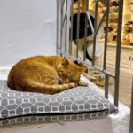 Chrissie Chau Instagram - 🩵🐱 #santorini #mykonos #greece #island #islandlife #vacation #sunday #sunnyplace #throwback #latergram #catlover