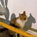 Chrissie Chau Instagram - 🩵🐱 #santorini #mykonos #greece #island #islandlife #vacation #sunday #sunnyplace #throwback #latergram #catlover