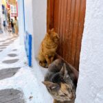 Chrissie Chau Instagram - 🩵🐱 #santorini #mykonos #greece #island #islandlife #vacation #sunday #sunnyplace #throwback #latergram #catlover