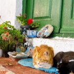 Chrissie Chau Instagram - 🩵🐱 #santorini #mykonos #greece #island #islandlife #vacation #sunday #sunnyplace #throwback #latergram #catlover