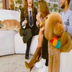 Chrissy Teigen Instagram - Had a beautiful few days in New York, celebrating the launch of @KISMET with petey and penny! Petey has never been to New York and really enjoyed his camera time more than anyone..although he did mention he does NOT enjoy like pooping in the city. Something about his dignity? oh well we are home now!! Thank you to @jimmyfallon, @drewbarrymore and @todayshow for having us and for always being so good to us!! 📸’s by our friend @christian_germoso 🤍🤍🤍