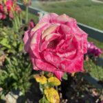 Christian Navarro Instagram - A collection of flowers I’ve photographed these last few weeks, on my morning walks. These little moments always leave me refreshed. Beauty is everywhere folks. Stop and see!
