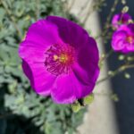 Christian Navarro Instagram - A collection of flowers I’ve photographed these last few weeks, on my morning walks. These little moments always leave me refreshed. Beauty is everywhere folks. Stop and see!