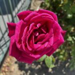 Christian Navarro Instagram - A collection of flowers I’ve photographed these last few weeks, on my morning walks. These little moments always leave me refreshed. Beauty is everywhere folks. Stop and see!