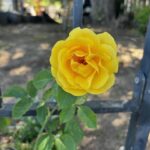 Christian Navarro Instagram - A collection of flowers I’ve photographed these last few weeks, on my morning walks. These little moments always leave me refreshed. Beauty is everywhere folks. Stop and see!
