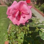 Christian Navarro Instagram - A collection of flowers I’ve photographed these last few weeks, on my morning walks. These little moments always leave me refreshed. Beauty is everywhere folks. Stop and see!