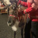 Christina Hendricks Instagram - Merry Christmas from a reindeer parade in the Scottish Highlands 🎄